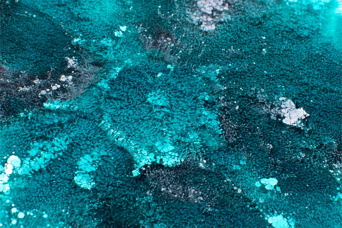 COBALT TURQUOISE - Alcohol Ink